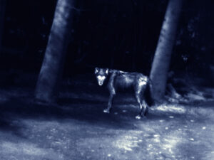 Wolves-2003-thermografische-Aufnahme-von-einem-Wolf-C-Print-VG-Bild-Kopie